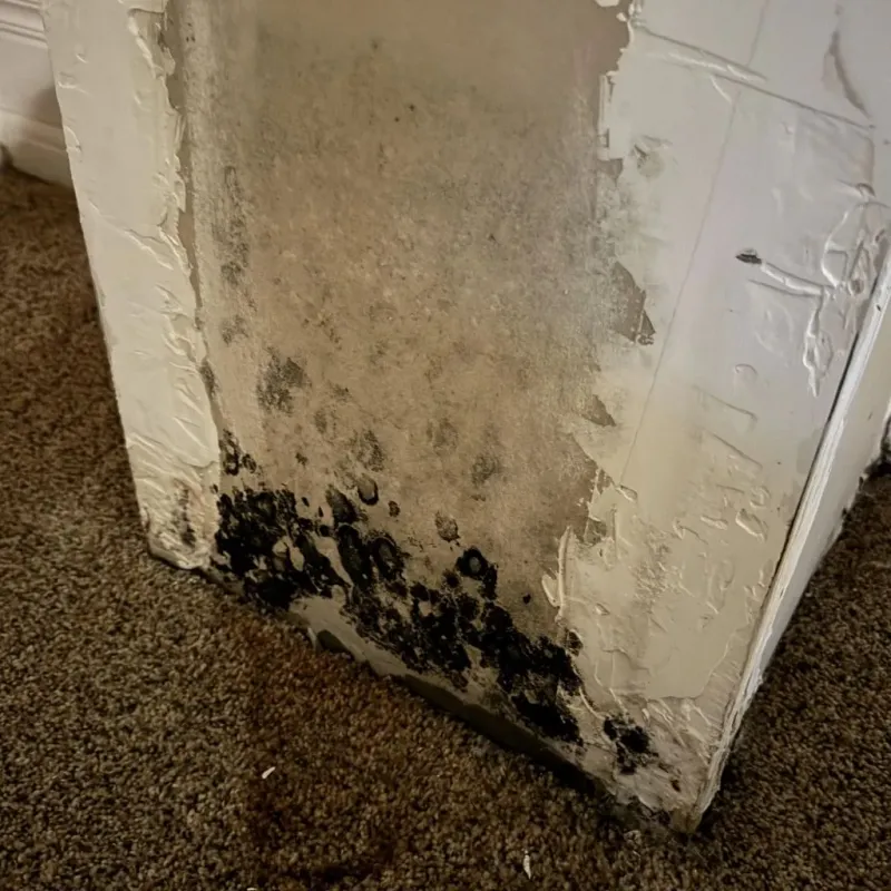 Professional Mold Removal in Cumberland County, VA